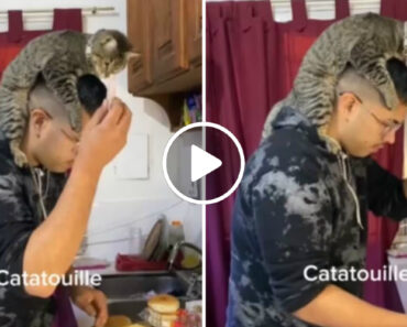 “Catatouille”: Vídeo Mostra Gato e Dono a Cozinharem… e Internet Adorou