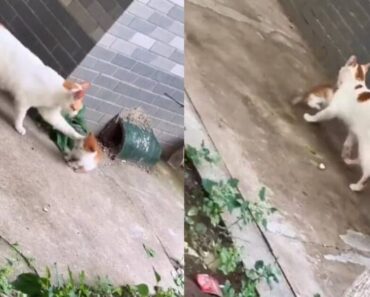 Gata Encontra Filhote Perdido, Repreende-o e Leva-o Novamente Para Casa Gata Encontra Filhote Perdido, Repreende-o e Leva-o Novamente Para Casa