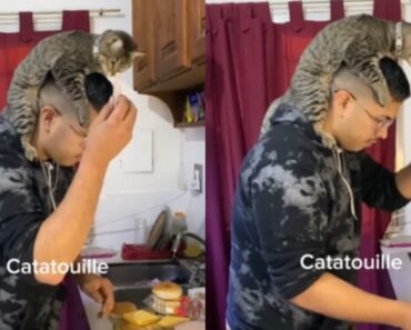 “Catatouille”: Vídeo Mostra Gato e Dono a Cozinharem… e Internet Adorou “Catatouille”: Vídeo Mostra Gato e Dono a Cozinharem… e Internet Adorou
