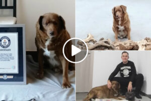 Morreu o Português Bobi, o Cão Mais Velho Do Mundo Com 31 Anos