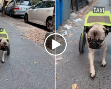 Cão Paraplégico Fantasia-se De Táxi Para Desfile Do Halloween e Encanta Internautas