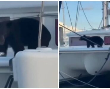 Urso Apanhado a Bordo De Um Catamarã Urso Apanhado a Bordo De Um Catamarã