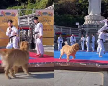 Cão Participa Numa Apresentação De Taekwondo Na Coreia Do Sul e Dá Espetáculo Cão Participa Numa Apresentação De Taekwondo Na Coreia Do Sul e Dá Espetáculo