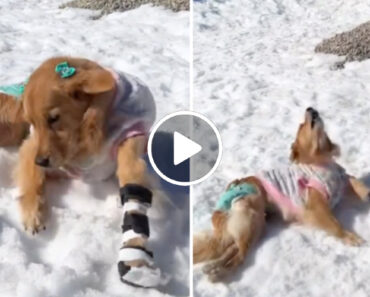 Donos Levam Cadela Paralítica à Neve e a Sua Reação Já é Viral Donos Levam Cadela Paralítica à Neve e a Sua Reação Já é Viral