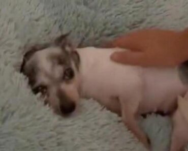 Após 12 Anos De Maus-Tratos, Chihuahua “Delira” Com a Sua Nova Cama Após 12 Anos De Maus-Tratos, Chihuahua “Delira” Com a Sua Nova Cama