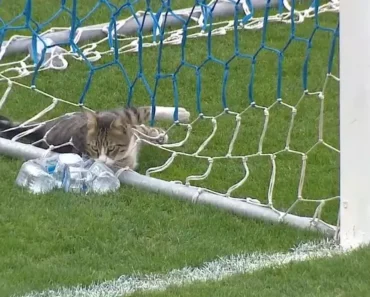 Gato Invade Relvado, “Instala-Se” Dentro De Uma Das Balizas e Recusa-se a Sair Gato Invade Relvado, “Instala-Se” Dentro De Uma Das Balizas e Recusa-se a Sair