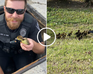 Agentes No Texas Resgatam 11 Patinhos Após Caírem Numa Sarjeta Agentes No Texas Resgatam 11 Patinhos Após Caírem Numa Sarjeta