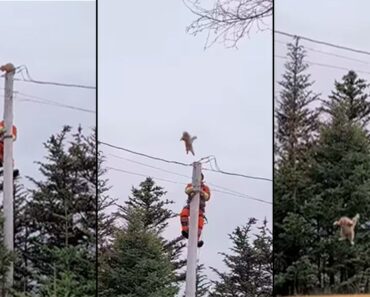 Gato Preso Em Topo De Poste Salta Quando Tentam Resgatá-lo Gato Preso Em Topo De Poste Salta Quando Tentam Resgatá-lo