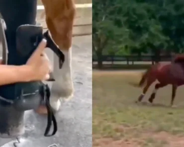 Prótese Devolve Alegria a Cavalo Ao Poder Voltar a Galopar Prótese Devolve Alegria a Cavalo Ao Poder Voltar a Galopar