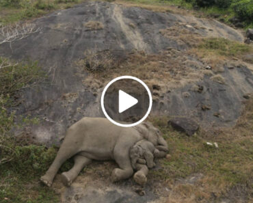 Cria De Elefante “Reencontra” Mãe e Os Dois Aninham-se Em “Abraço” Viral