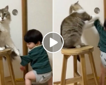 Gato “Porteiro” Impede Criança De Sair Da Sala Gato “Porteiro” Impede Criança De Sair Da Sala