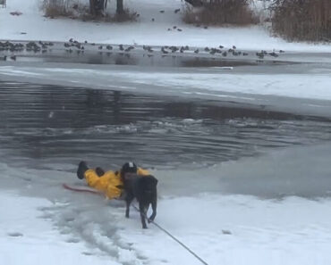 O Momento Em Que Bombeiro Entra Em Lago Gelado e Salva Cão O Momento Em Que Bombeiro Entra Em Lago Gelado e Salva Cão