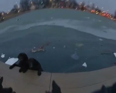 Polícia Salva Dois Labradores Presos Em Lago De Gelo Polícia Salva Dois Labradores Presos Em Lago De Gelo