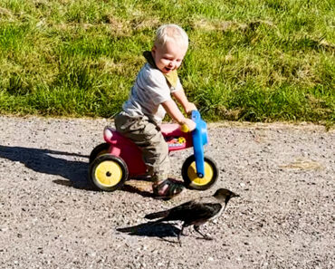 Corvo Resgatado “Adota” o Filho De Quem o Salvou Corvo Resgatado “Adota” o Filho De Quem o Salvou