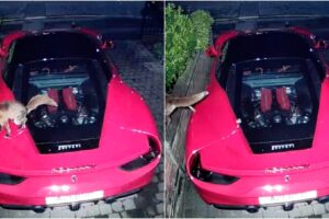 Câmera De Videovigilância Regista Momento Em Que Raposa “Vandaliza” Ferrari Durante a Noite