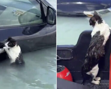 Após Cheias, Autoridades Do Dubai Resgatam Gato Que Se Agarrava a Carro Após Cheias, Autoridades Do Dubai Resgatam Gato Que Se Agarrava a Carro