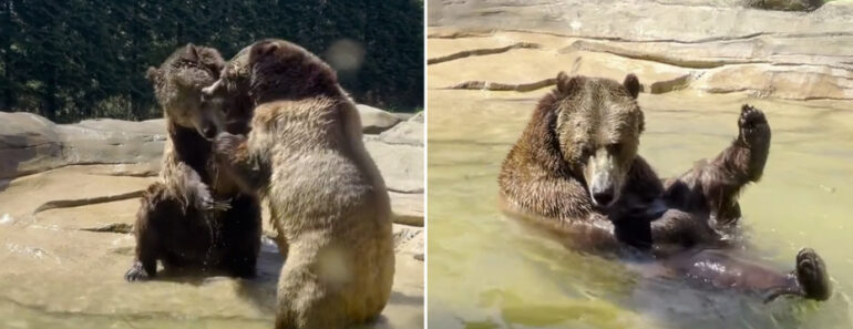 “Dia Favorito Do Ano”. Dois Ursos Pardos Estreiam Piscina De Zoo Nos EUA
