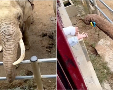 Elefante Surpreende Ao Devolver Sapato Que Criança Deixou Cair Elefante Surpreende Ao Devolver Sapato Que Criança Deixou Cair