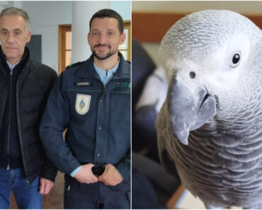 Papagaia Desaparecida Em Braga é Encontrada Pela GNR Em Guimarães 8 Meses Depois Papagaia Desaparecida Em Braga é Encontrada Pela GNR Em Guimarães 8 Meses Depois