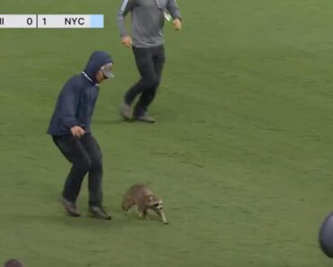 Guaxinim Invadiu Campo Na MLS e Estabeleceu Novo Recorde De Tempo Em Campo Guaxinim Invadiu Campo Na MLS e Estabeleceu Novo Recorde De Tempo Em Campo