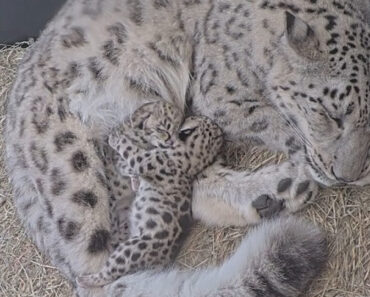 Duas Crias De Leopardo-Das-Neves Nasceram No Zoo De Toronto Duas Crias De Leopardo-Das-Neves Nasceram No Zoo De Toronto