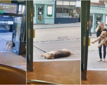 Cão Habituado a Parar No Bar Com o Dono Fica Confuso Com a Alteração De Rotina Da Dona Cão Habituado a Parar No Bar Com o Dono Fica Confuso Com a Alteração De Rotina Da Dona