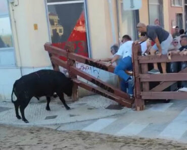Toiro Parte Tábuas e Provoca Pânico Em Vila Franca De Xira Toiro Parte Tábuas e Provoca Pânico Em Vila Franca De Xira