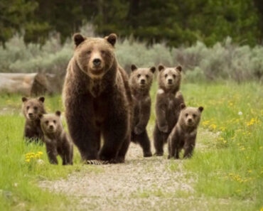 Ursa-Parda é Avistada Com Cinco Filhotes Em Parque Nacional Americano Ursa-Parda é Avistada Com Cinco Filhotes Em Parque Nacional Americano