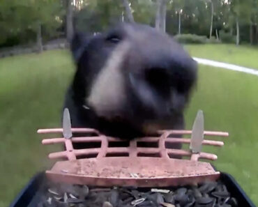 Urso é Apanhado a Roubar Comedouro De Pássaros e a Fugir Com a Câmera De Videovigilância Urso é Apanhado a Roubar Comedouro De Pássaros e a Fugir Com a Câmera De Videovigilância