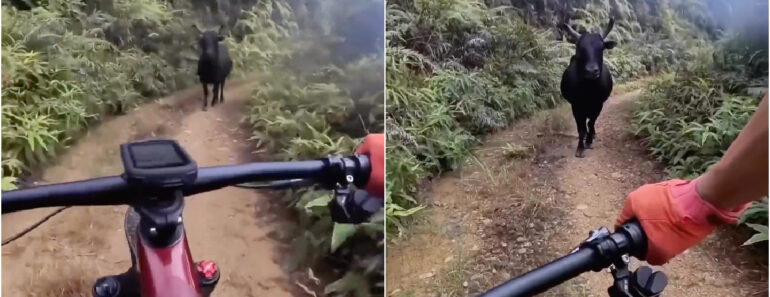 A Tensão Entre Um Ciclista e Um Boi Ao Se Encontrarem Num Caminho Estreito A Tensão Entre Um Ciclista e Um Boi Ao Se Encontrarem Num Caminho Estreito