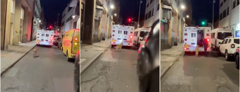 Cão Correu 2 Quilómetros e Só Parou Quando o Deixaram Entrar Na Ambulância Que Levava o Dono Cão Correu 2 Quilómetros e Só Parou Quando o Deixaram Entrar Na Ambulância Que Levava o Dono