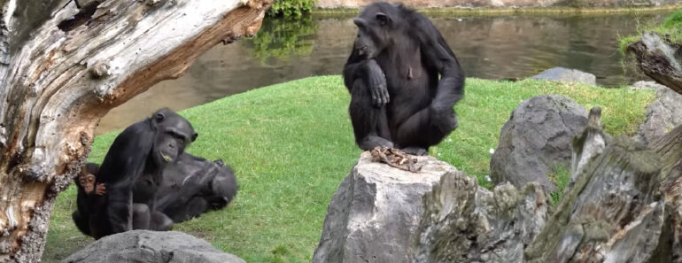 Após Sete Meses De Dor, Chimpanzé Larga Finalmente o Corpo Da Cria Falecida Após Sete Meses De Dor, Chimpanzé Larga Finalmente o Corpo Da Cria Falecida