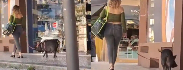 Mulher Filmada a Passear Um Porco Pela Trela Em Leiria Mulher Filmada a Passear Um Porco Pela Trela Em Leiria