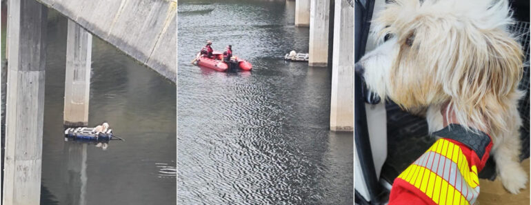Bombeiros Resgatam Cão Que Estava à Deriva Numa Palete Em Barragem Na Guarda Bombeiros Resgatam Cão Que Estava à Deriva Numa Palete Em Barragem Na Guarda