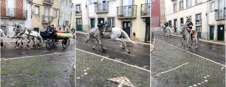Militar Da GNR Caiu Do Cavalo Durante Cortejo De Eça De Queiroz Para o Panteão Nacional Militar Da GNR Caiu Do Cavalo Durante Cortejo De Eça De Queiroz Para o Panteão Nacional