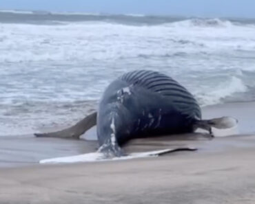 Baleia Deu à Costa Na Praia De Ofir Em Esposende