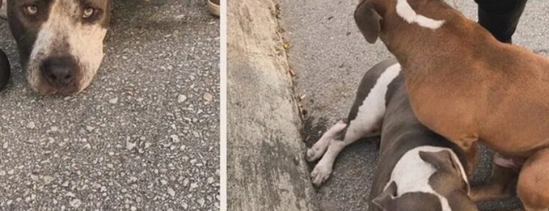 Cão Recusa Abandonar Irmão Ferido. Agora, Foram Adotados Juntos Cão Recusa Abandonar Irmão Ferido. Agora, Foram Adotados Juntos