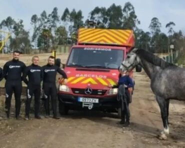 Bombeiros De Barcelos Resgatam Cavalo Que Caiu Ao Rio Cávado Bombeiros De Barcelos Resgatam Cavalo Que Caiu Ao Rio Cávado