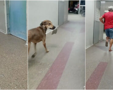 Cão Rouba Chinelo a Um Homem e Protagoniza Fuga Hilariante Num Centro De Saúde Cão Rouba Chinelo a Um Homem e Protagoniza Fuga Hilariante Num Centro De Saúde