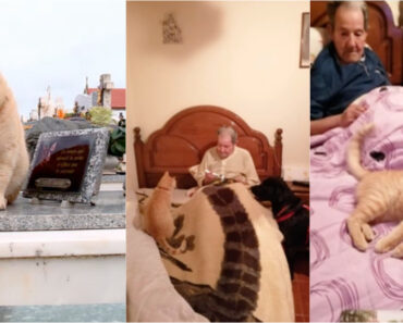 Gato Fiel Vive Em Cemitério Na Póvoa De Varzim Após a Morte Do Dono Gato Fiel Vive Em Cemitério Na Póvoa De Varzim Após a Morte Do Dono