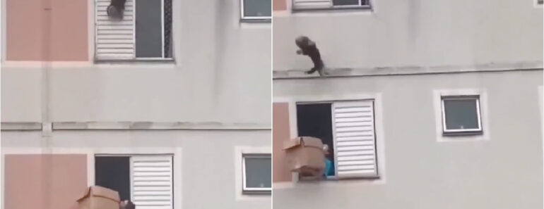 Mulher Impede Queda De Cadela Do 5° Andar Ao Apanhá-la Com Uma Caixa De Papelão Mulher Impede Queda De Cadela Do 5° Andar Ao Apanhá-la Com Uma Caixa De Papelão