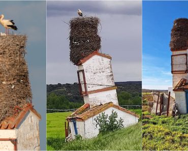 Cegonhas Constroem “Prédio” Com Dois Metros e Atraem Turistas Em Espanha Cegonhas Constroem “Prédio” Com Dois Metros e Atraem Turistas Em Espanha