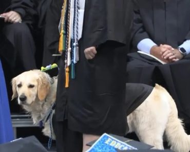 “Foi Uma Surpresa”. Cadela De Assistência Homenageada Em Formatura