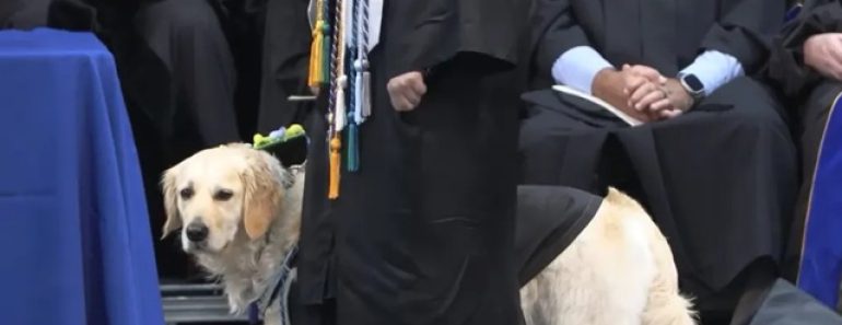 “Foi Uma Surpresa”. Cadela De Assistência Homenageada Em Formatura “Foi Uma Surpresa”. Cadela De Assistência Homenageada Em Formatura