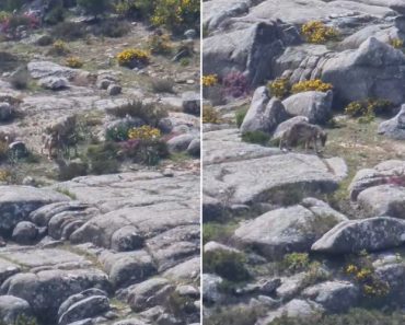 Cinco Lobos-Ibéricos Vistos “a Fazer a Sesta” Em Montanha Do Alto Minho
