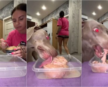 Mulher Simula Ser Atacada Para Ver Se o Cão a Salvaria Em Vez Da Comida Mulher Simula Ser Atacada Para Ver Se o Cão a Salvaria Em Vez Da Comida