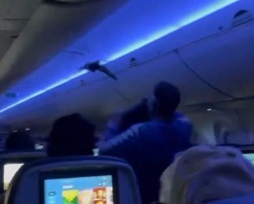 Voo Interrompido Por Intruso Improvável: Pombo Entra Em Avião e Gera Confusão Voo Interrompido Por Intruso Improvável: Pombo Entra Em Avião e Gera Confusão