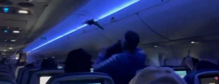 Voo Interrompido Por Intruso Improvável: Pombo Entra Em Avião e Gera Confusão Voo Interrompido Por Intruso Improvável: Pombo Entra Em Avião e Gera Confusão