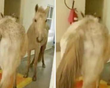 Dois Cavalos “Invadem” Hospital No Rio De Janeiro Dois Cavalos “Invadem” Hospital No Rio De Janeiro