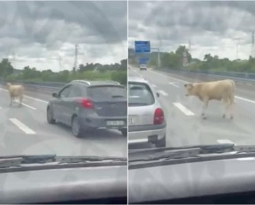 Vaca Saltou Vedação e Entrou Na Autoestrada 11 Em Guimarães Vaca Saltou Vedação e Entrou Na Autoestrada 11 Em Guimarães